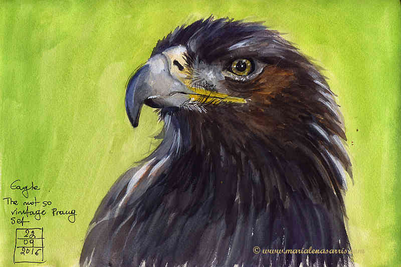 Ornithology Sketchbook