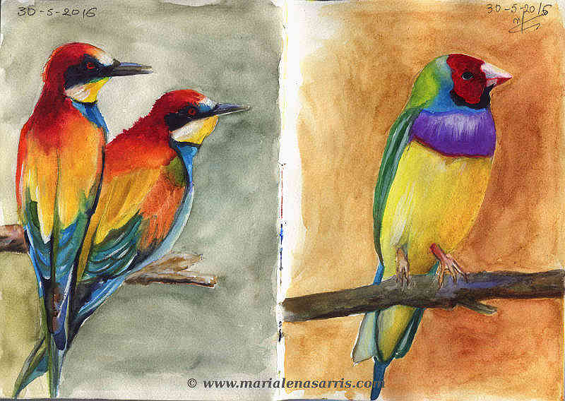 Ornithology-Pages 28-29- Watercolour Wildlife Birds Sketch- Artist Marialena Sarris- 5-2016