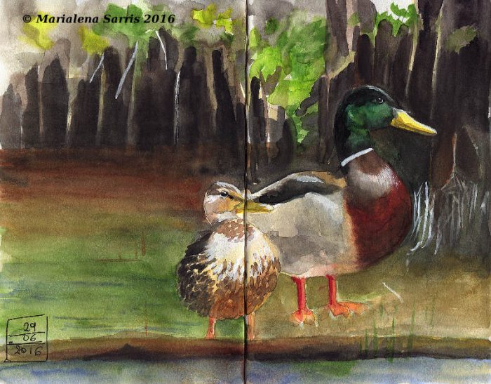 Ducks- Watercolour Sketch - Kuretake Tambi Gansai Review- Artist Marialena Sarris- © 6-2016