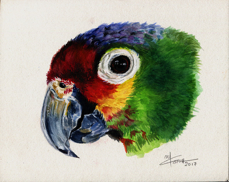 Parrot Watercolour Wild Life Painting Artist Marialena Sarris C 3 3 17 Marialena Sarris Marialena Sarrh