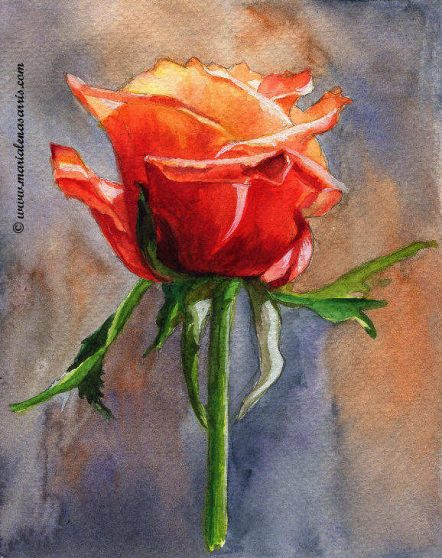 A Red Orange Rose Study-FOR SALE