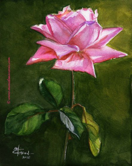 Pink Rose- Watercolor on A4 paper-Price 100 euros