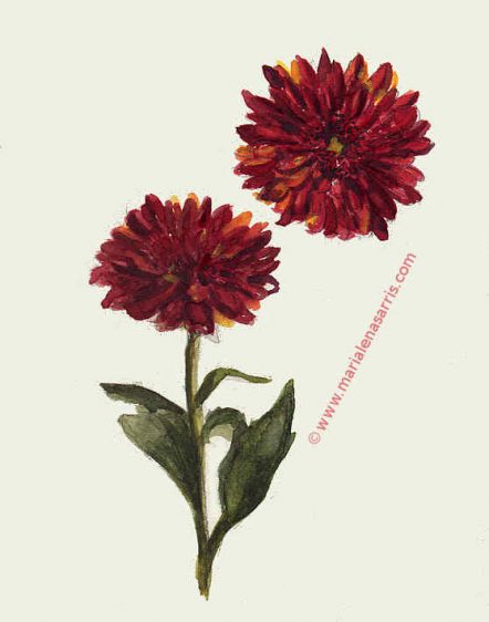 Chrysanthemum flower- Watercolour Sketch- Artist Marialena Sarris- © 2017