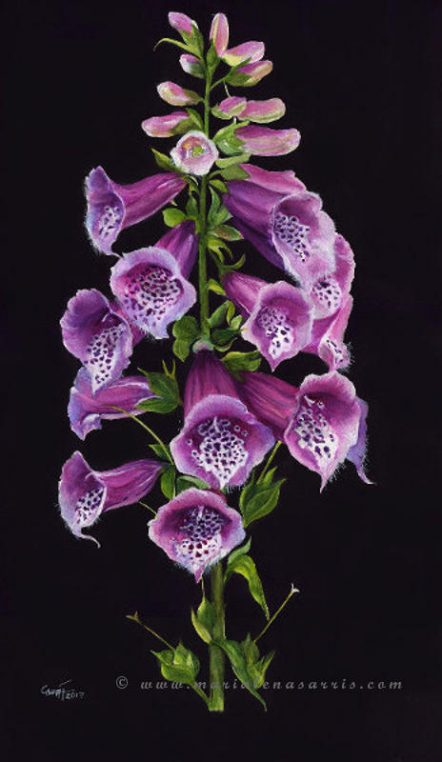 Foxgloves- Marialena Sarris- Botanical Illustration