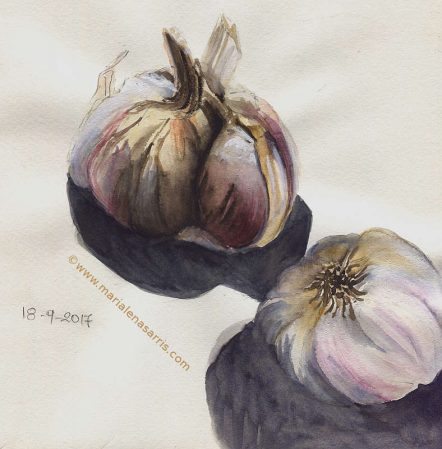 Garlic- Watercolour Sketch- Artist Marialena Sarris- © 8-9-2017