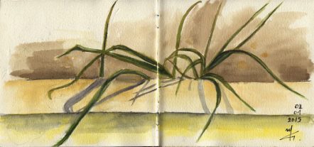 Grass- Watercolour Botanical Sketch- Artist Marialena Sarris- © 1-4-2015