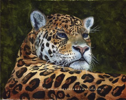 Jaguar- Jaguar Watercolour Painting-© Artist Marialena Sarris -11-2015