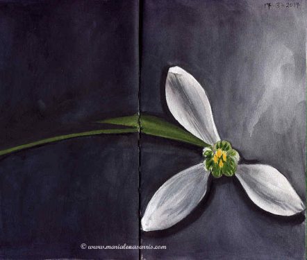 Jasmin Flower- Watercolour Botanical Sketch- Artist Marialena Sarris -© 17-3-2017