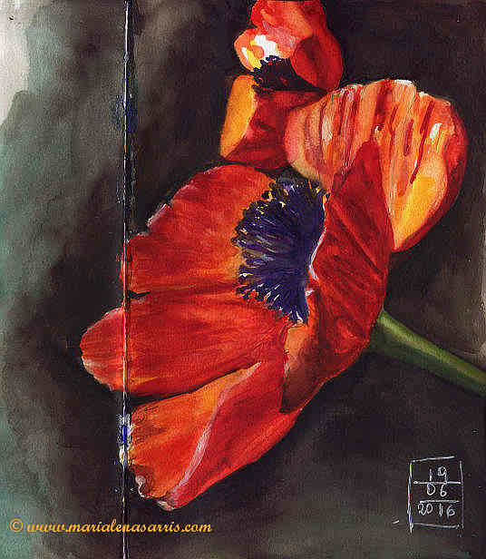 Poppy 2- Watercolour Sketch- Artist Marialena Sarris- © 6-2016