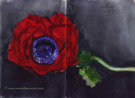 Poppy- Watercolour Sketch- Artist Marialena Sarris- © 6-2016