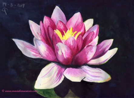 Waterlilly flower- Watercolour Botanical Sketch- Artist Marialena Sarris- © 19-5-2017