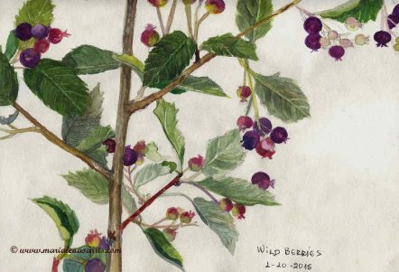 Wild Berries, Watercolour Botanical Sketch- Artist Marialena Sarris- © 1-10-2015
