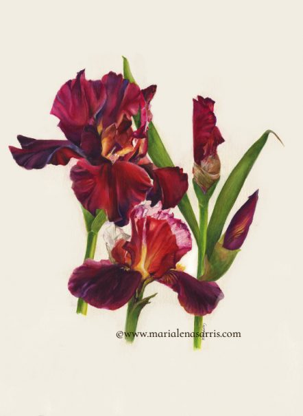 Red Passion -Red Irises Botanical Illustration Painting- © Artist Marialena Sarris .2019