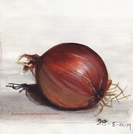 Onion Sketch- Watercolour Onion Sketch- © Marialena Sarris