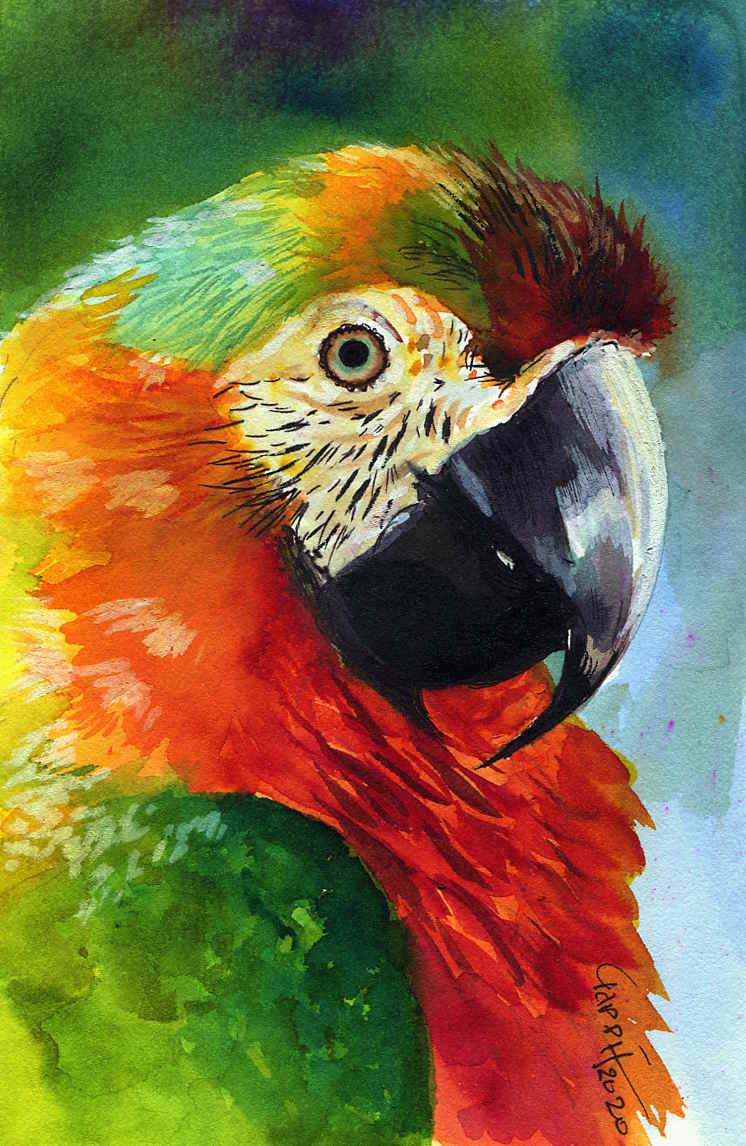 Parrot- Size A5- For Sale Price 100 euros